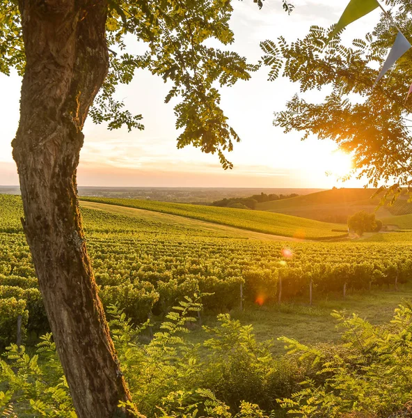 Puesta del sol, Paisaje, Viñedo de Burdeos, Francia — Foto de Stock