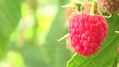 Raspberriy, organik çilek büyüyen closeup, olgun ahududu meyve bahçesinde