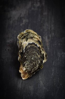 Grafit gemide çiğ istiridye