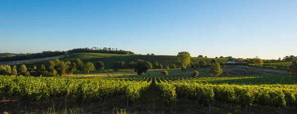 Západ slunce na šířku bordeaux vinice Francie — Stock fotografie