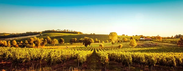 Sonnenuntergang Landschaft Bordeaux Weinberg Frankreich — Stockfoto
