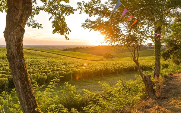 Sunset landscape bordeaux wineyard france — Stock Photo, Image