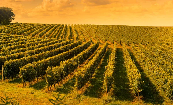 Západ slunce na šířku bordeaux vinice Francie — Stock fotografie