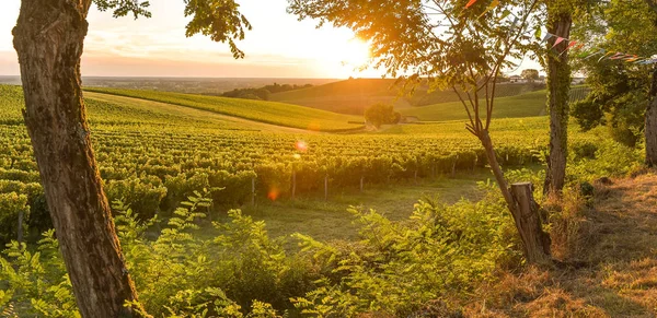 Zachód Słońca Krajobraz bordeaux wineyard Francja — Zdjęcie stockowe