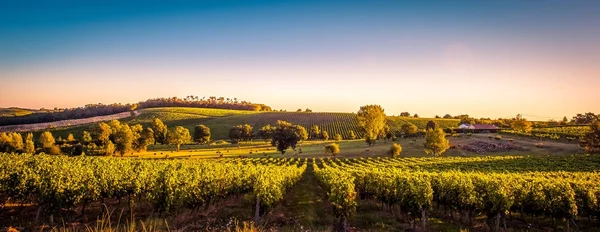 Sonnenuntergang Landschaft Bordeaux Weinberg Frankreich — Stockfoto