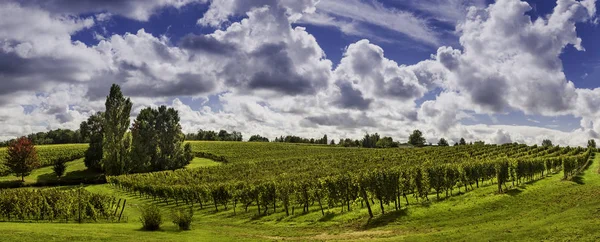 Schöne landschaft bordeaux weinberg frankreich — Stockfoto