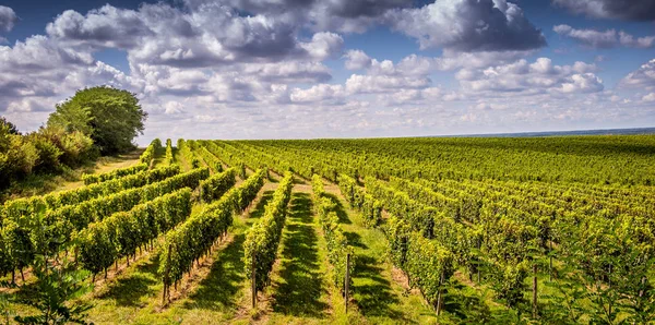 Wijngaard zonsopgang bordeaux wijngaard Frankrijk — Stockfoto