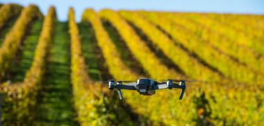 Güzel manzara üzüm bağları ile yukarıda uçan uçak