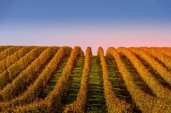 Wijngaard zonsopgang bordeaux wijngaard Frankrijk — Stockfoto