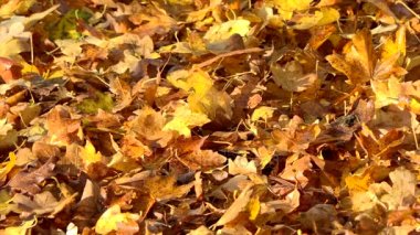 Ağır çekimde renkli sonbahar sezon düşen sonbahar yaprakları