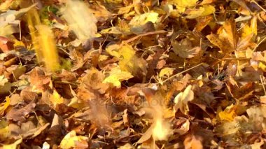 Ağır çekimde renkli sonbahar sezon düşen sonbahar yaprakları