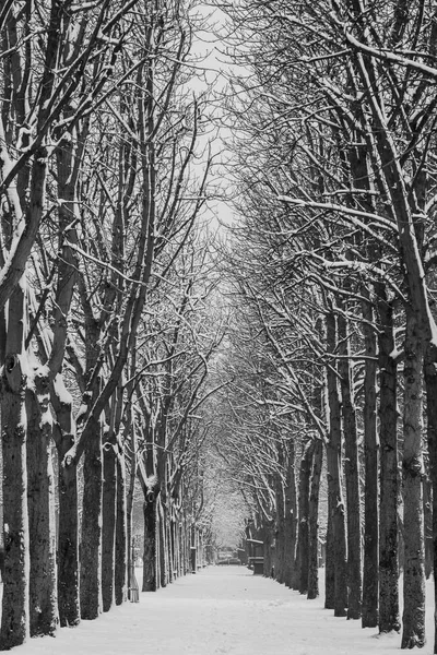 Cold winter day in a city, Paris