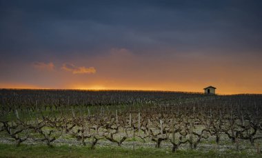 Güzel günbatımı manzara bordeaux ÜRETIM, Medoc, Fransa