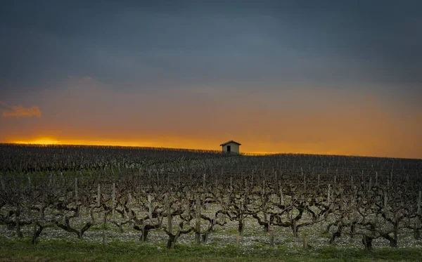 Lindas paisagens de pôr do sol bordeaux wineyard, Medoc, frança — Fotografia de Stock