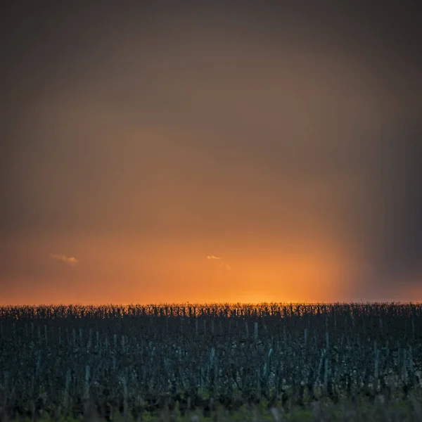 Hermoso paisaje del atardecer viñedo de Burdeos, Medoc, Francia — Foto de Stock