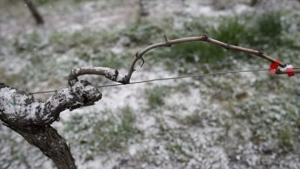 Viñedos cubiertos de nieve viñedos de Burdeos — Vídeos de Stock