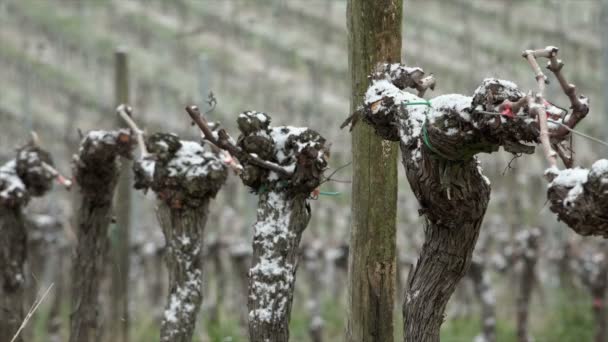 Sneeuw bedekt wijngaarden bordeaux wijnbergen — Stockvideo