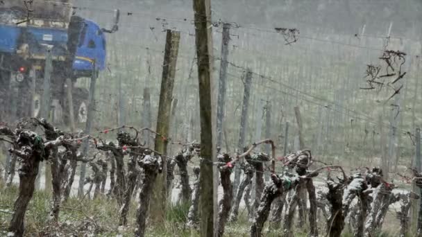 Vignobles enneigés vignobles bordeaux — Video