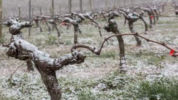 ボルドーのブドウ畑のブドウ畑が雪に覆われています。 — ストック動画