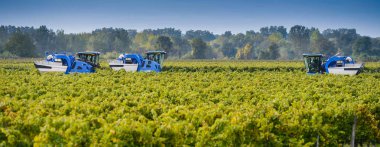 Üzüm üzüm bağı, Fransa içinde mekanik hasat
