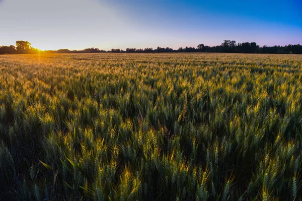 Sonnenuntergang über dem Weizenfeld — Stockfoto