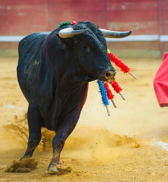 Toro Bullfigth Corrida —  Fotos de Stock
