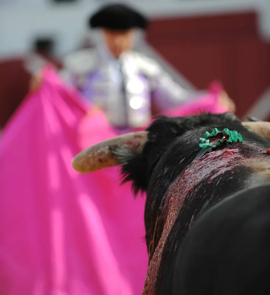 Toro Bullfigth Corrida —  Fotos de Stock