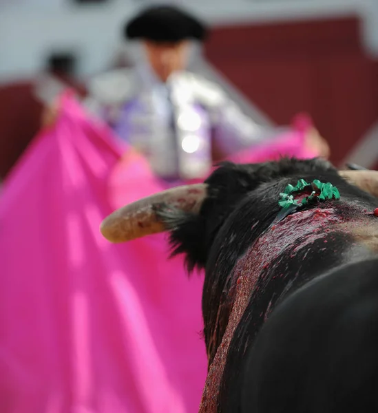 Toro Corrida Bullfigth — Fotografia de Stock