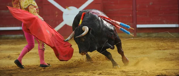 Toro Corrida Bullfigth — Fotografia de Stock