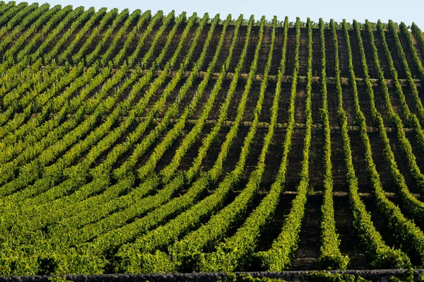 Vineyard Sunrise Saint Emilion Bordeaux Wineyards Franţa — Fotografie, imagine de stoc