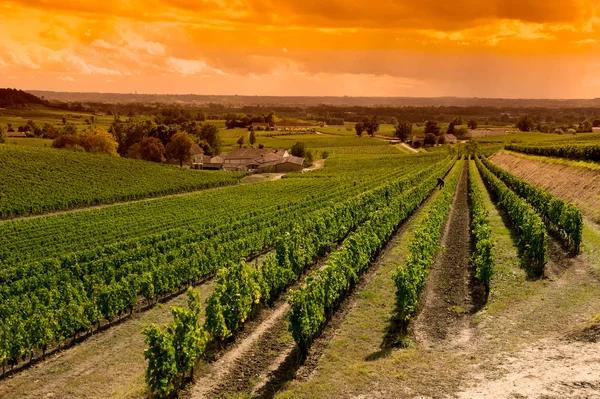 Vinici Sunrise Saint Emilion Bordeaux Vinic Francie — Stock fotografie