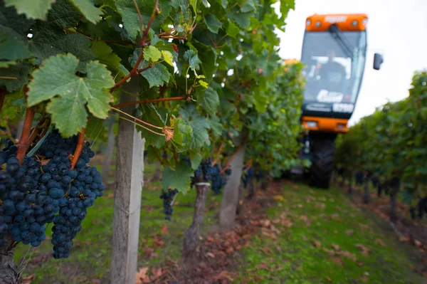 法国葡萄园葡萄的机械收获 — 图库照片