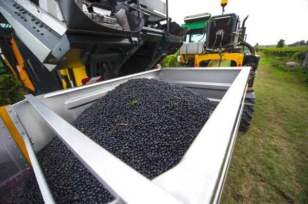 Cosecha Mecánica Uvas Viñedo Francia — Foto de Stock