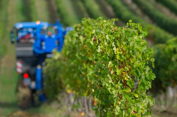 法国葡萄园葡萄的机械收获 — 图库照片