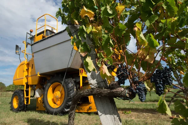 Mechanical Harvesting Grapes Vineyard France — Stock Photo, Image