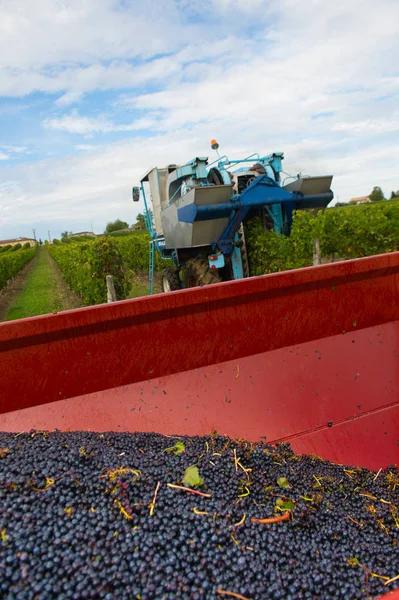 Memanen Anggur Secara Mekanis Kebun Anggur Perancis — Stok Foto