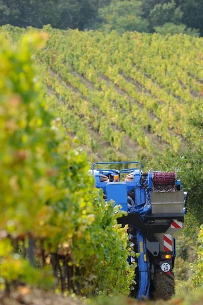 Mechanical Harvesting Grapes Vineyard France — Stock Photo, Image