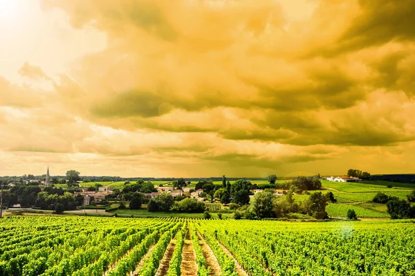 Nascer do sol de vinhedo, Sauternes, Aquitânia — Fotografia de Stock