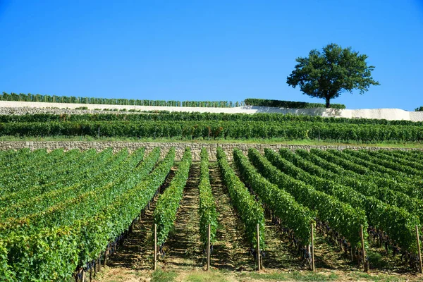 Vingårdarna i saint emilion, bordeaux-vingårdar — Stockfoto