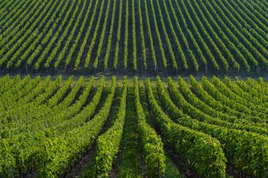 Vineyard landscape-Vineyard south west of France, Bordeaux Viney clipart