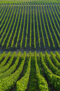 Bağ manzara-bağ güney batısında Fransa, Bordeaux Viney