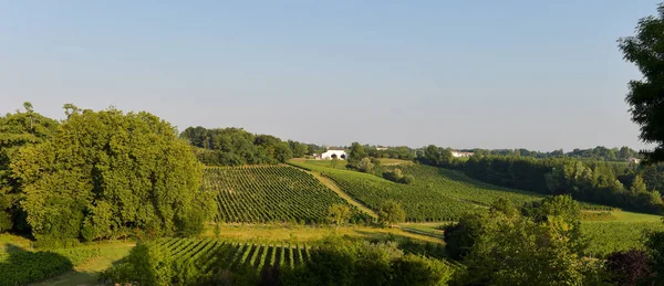 Vineyard landscape-Vineyard south west of France, Bordeaux Viney — Stock Photo, Image