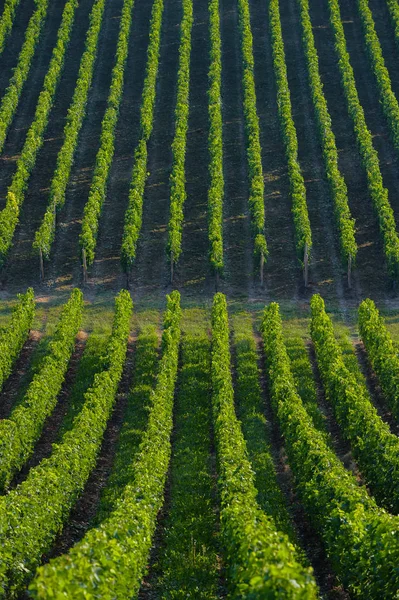 Vinhedo paisagem-Vinhedo sudoeste da França, Bordeaux Viney — Fotografia de Stock