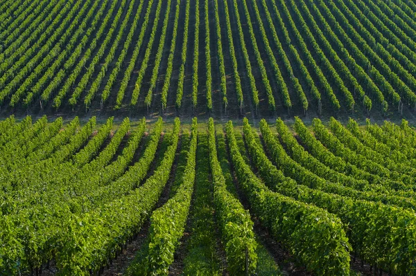 Wijngaard landschap-wijngaard zuidwesten van Frankrijk, Bordeaux Viney — Stockfoto