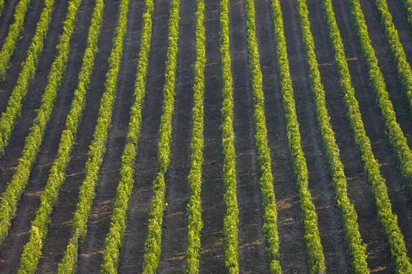 Szőlőskert táj-kert Dél-nyugatra Franciaországban, Bordeaux Erzsébet — Stock Fotó