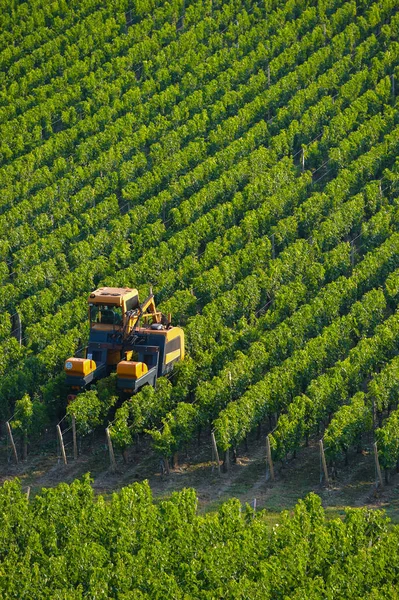 Agricultural machine in the vineyards-Landscape-Vineyard south w — Stock Photo, Image