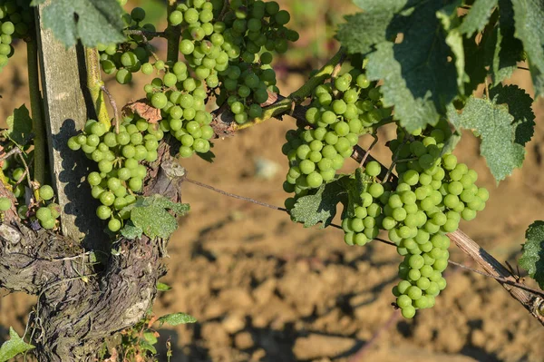 Cacho de uvas verdes antes veraison-vinhedo paisagem-Vineyar — Fotografia de Stock