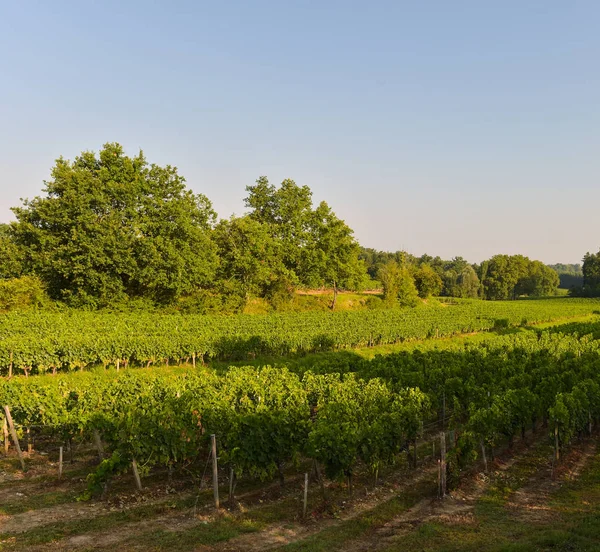 Vingården landskap-vingård sydvästra Frankrike, Bordeaux Viney — Stockfoto