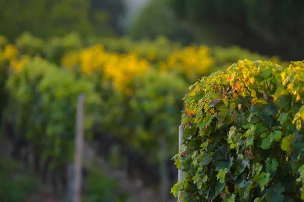 Saint Emilion Vineyard Paisagem Vineyard Sudoeste França — Fotografia de Stock