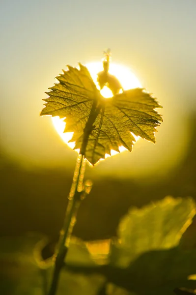 Vine Blad Och Solen — Stockfoto